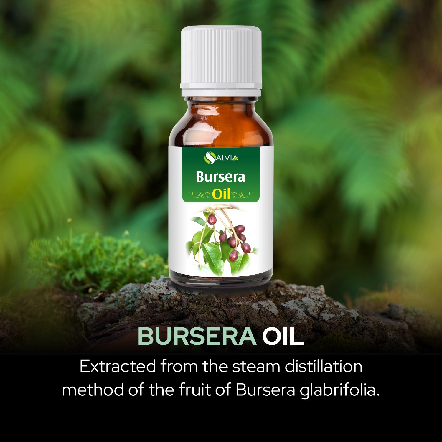 Salvia Natural Essential Oils,Dandruff,Greasy Oil,Anti Fungal,Anti-fungal Oil,Oil for Greasy Hair Bursera oil Salvia Natural Essential Oils,Dandruff,Greasy Oil,Anti Fungal,Anti-fungal Oil,Oil for Greasy Hair Bursera oil